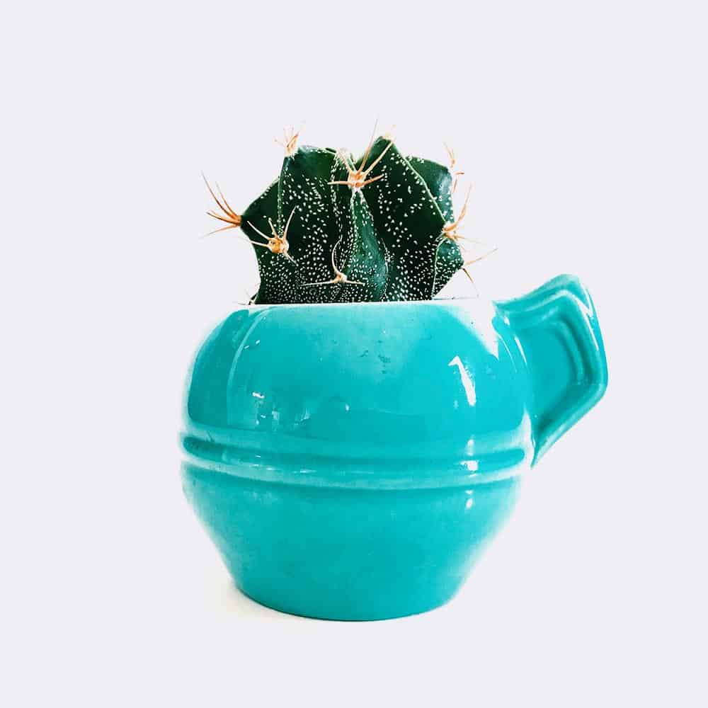 cactus5-free-img Mini Astrophytum